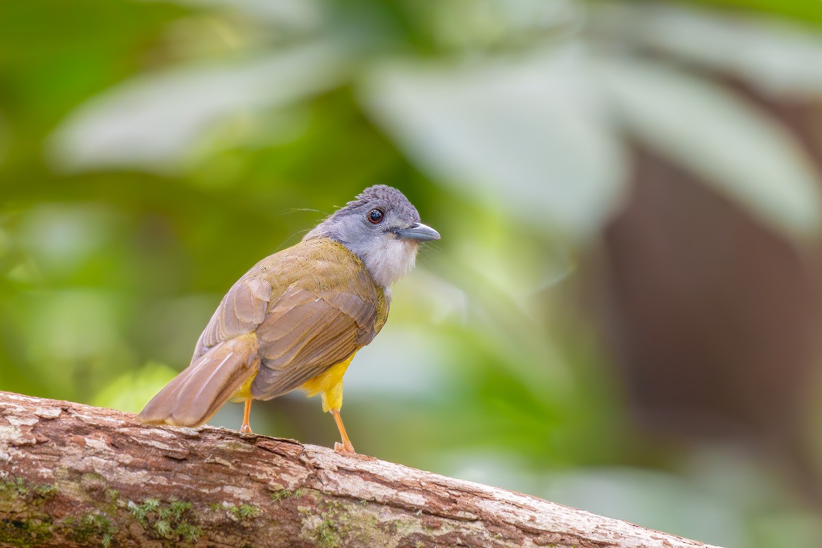 Yellow-bellied Bulbul - ML623059670