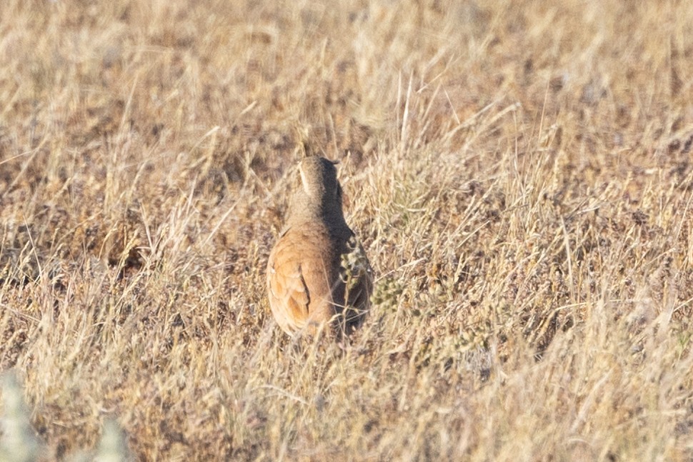 Cinnamon Quail-thrush - ML623059682