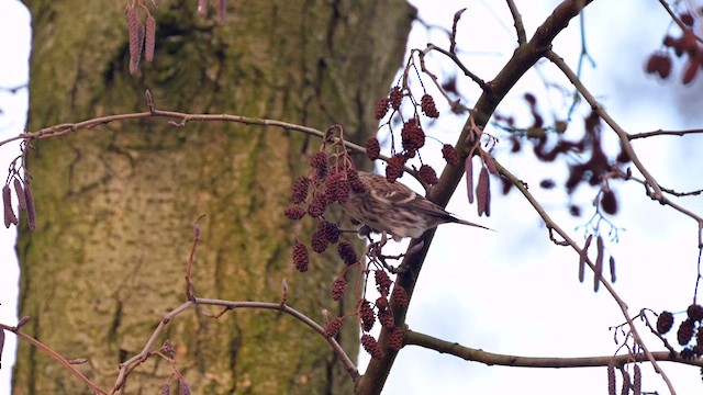 Common/Lesser Redpoll - ML623059693