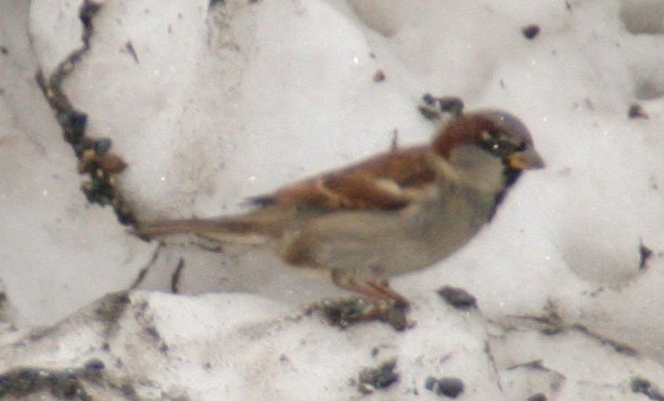 House Sparrow - ML62305971