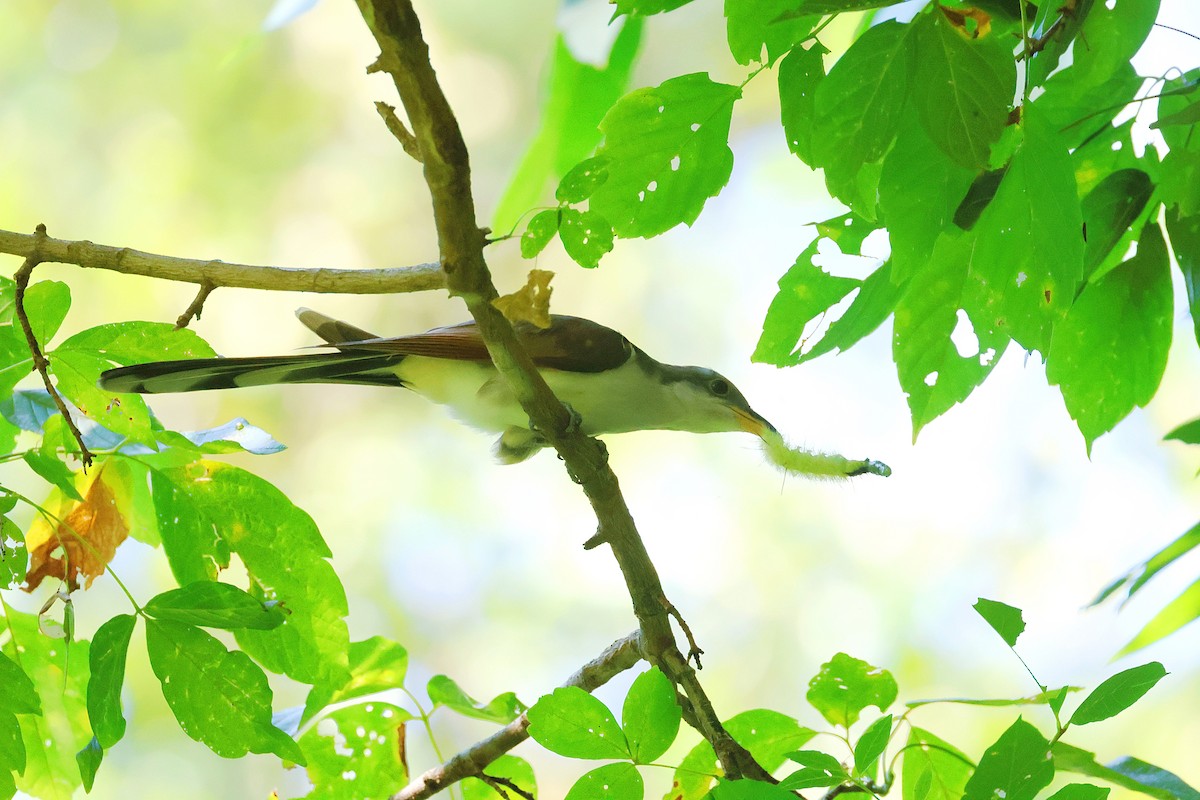 Cuclillo Piquigualdo - ML623059738