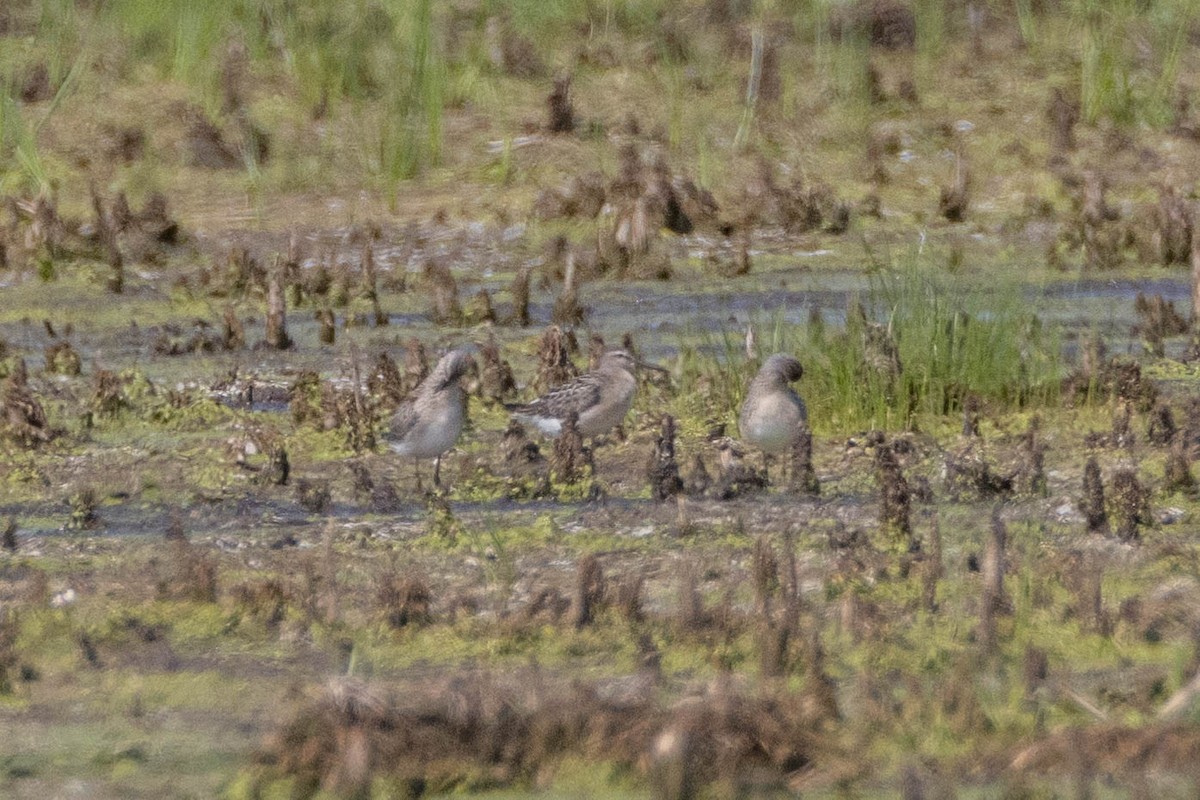 Bindenstrandläufer - ML623059807