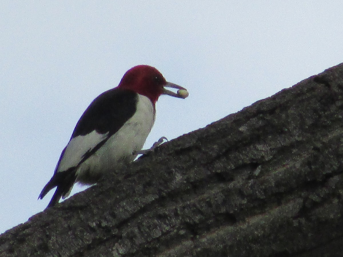 Red-headed Woodpecker - ML623059819