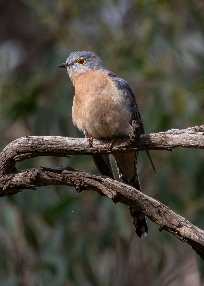 Fan-tailed Cuckoo - ML623059824