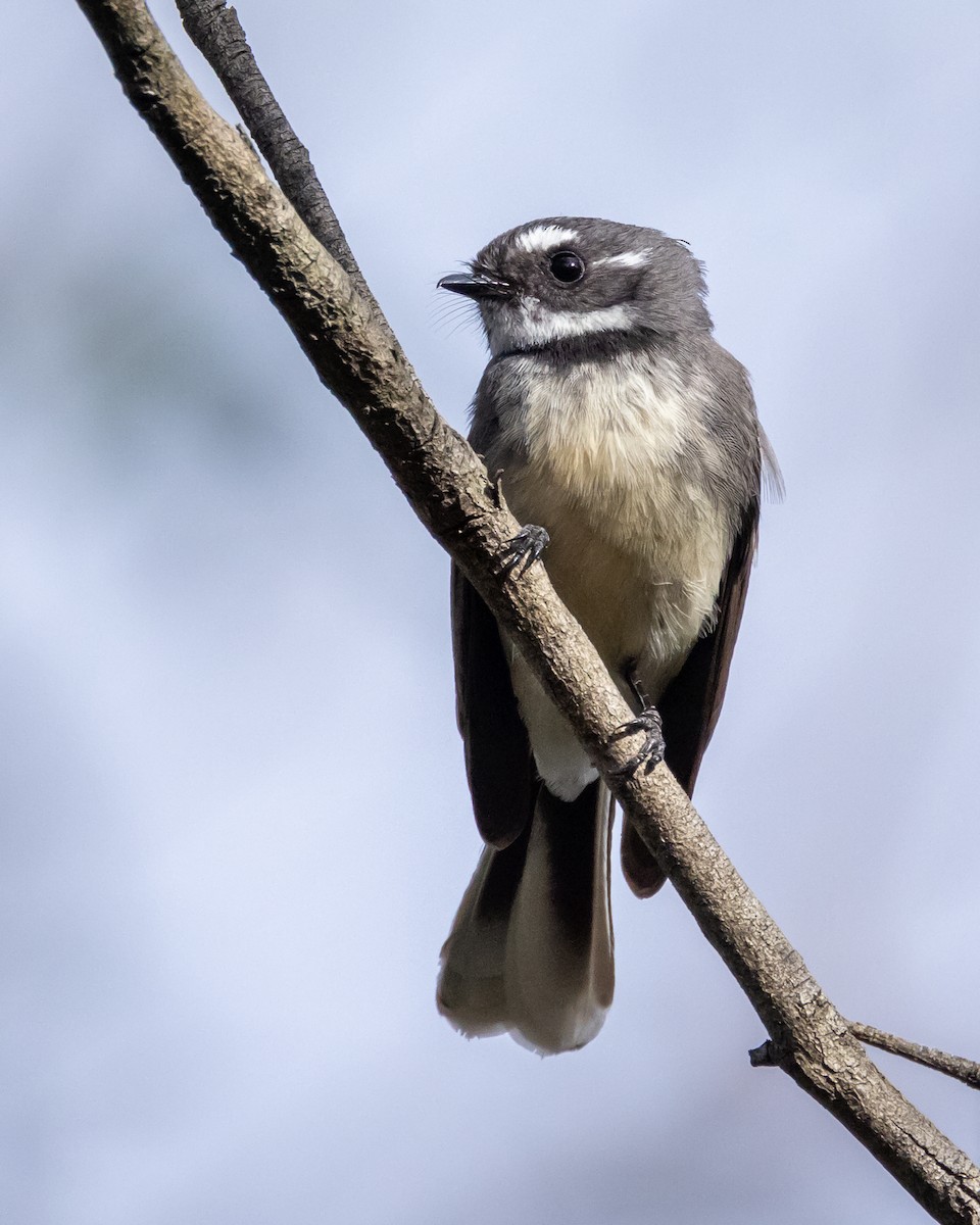 Gri Katmerkuyruk - ML623059832