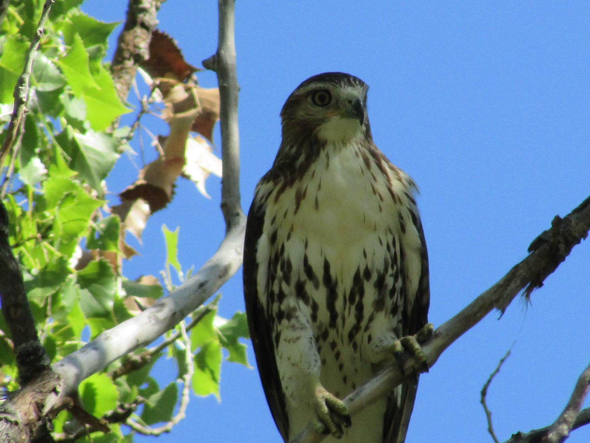 Red-tailed Hawk - ML623059862