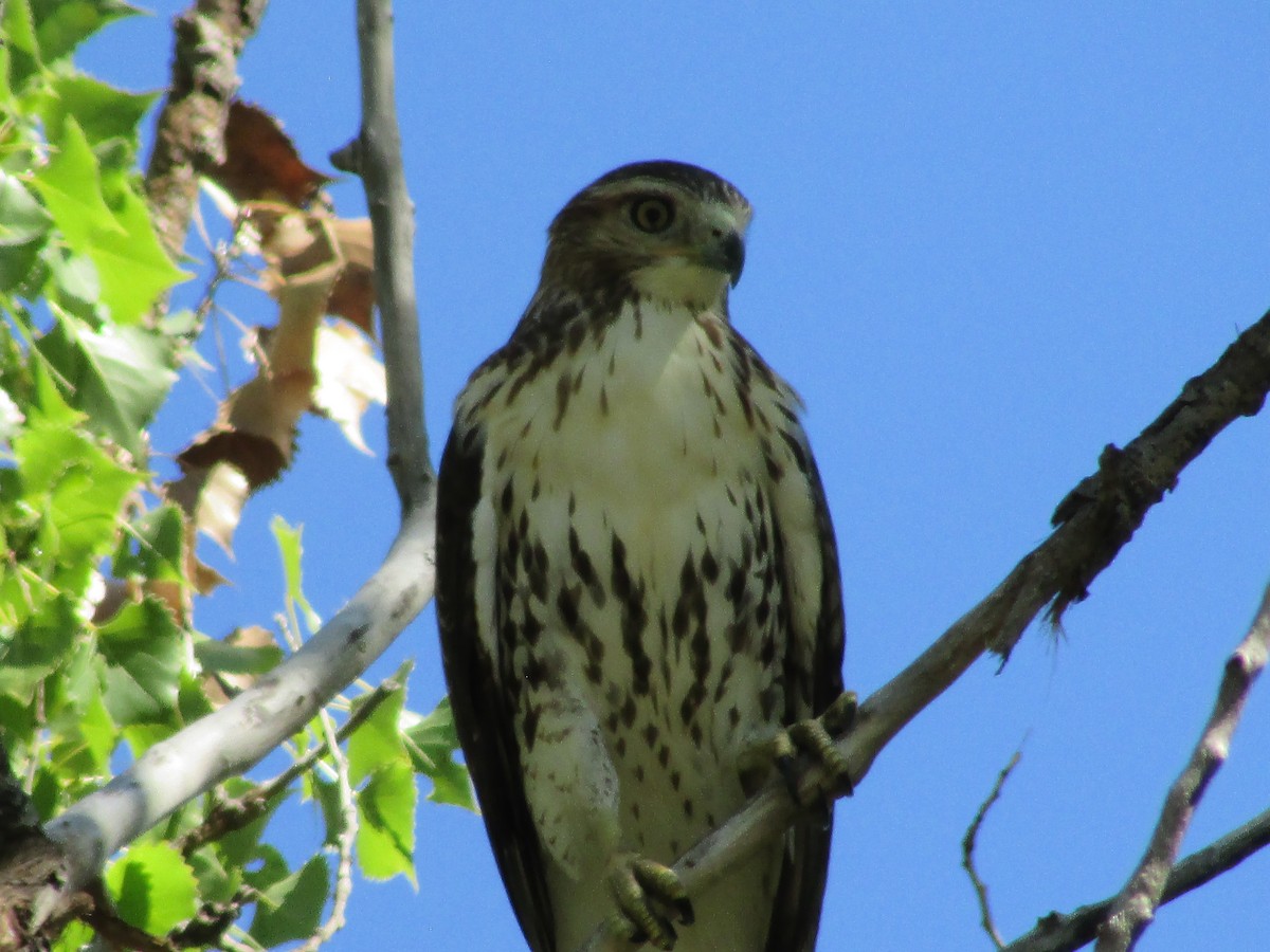 Red-tailed Hawk - Felice  Lyons