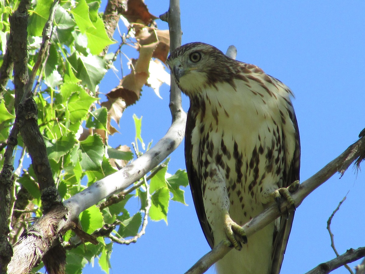 Red-tailed Hawk - Felice  Lyons