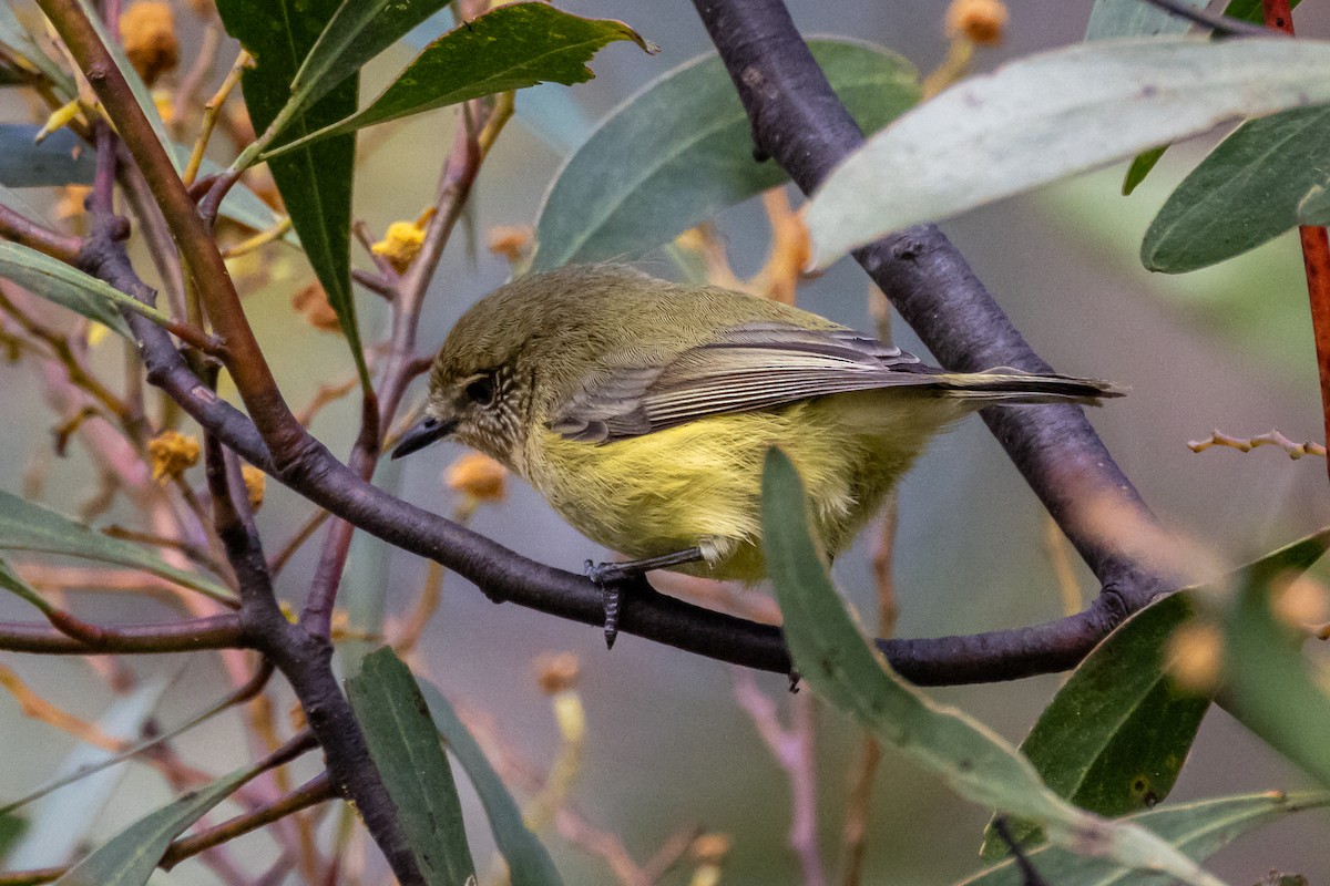 Yellow Thornbill - ML623059893