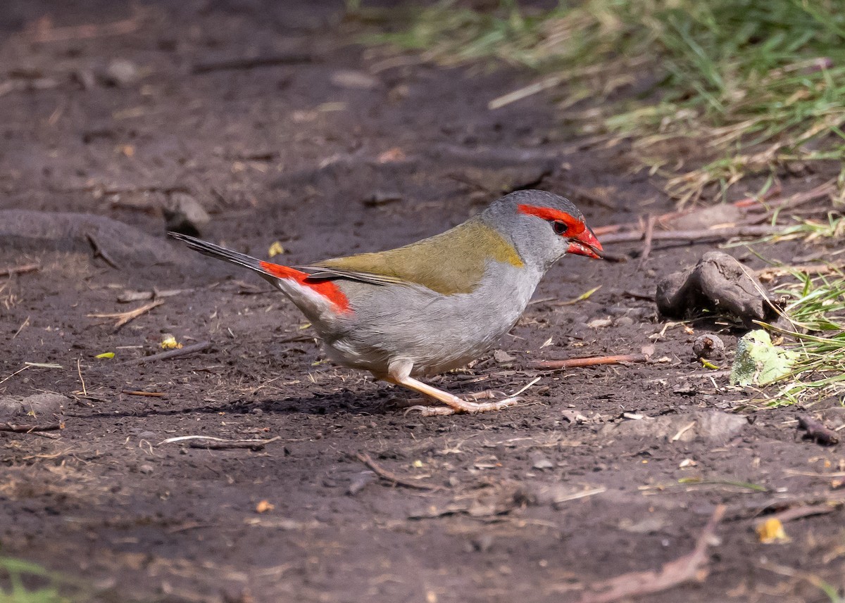 Red-browed Firetail - ML623059904