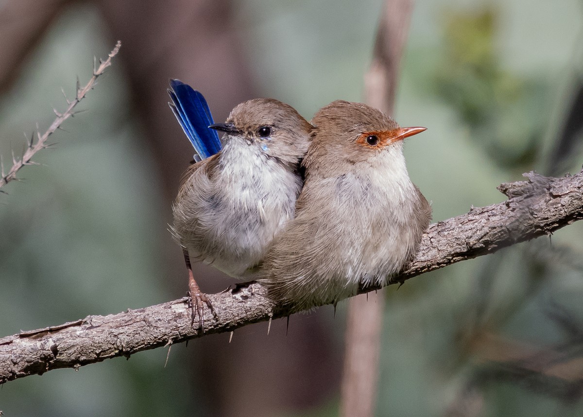 Superb Fairywren - ML623059916