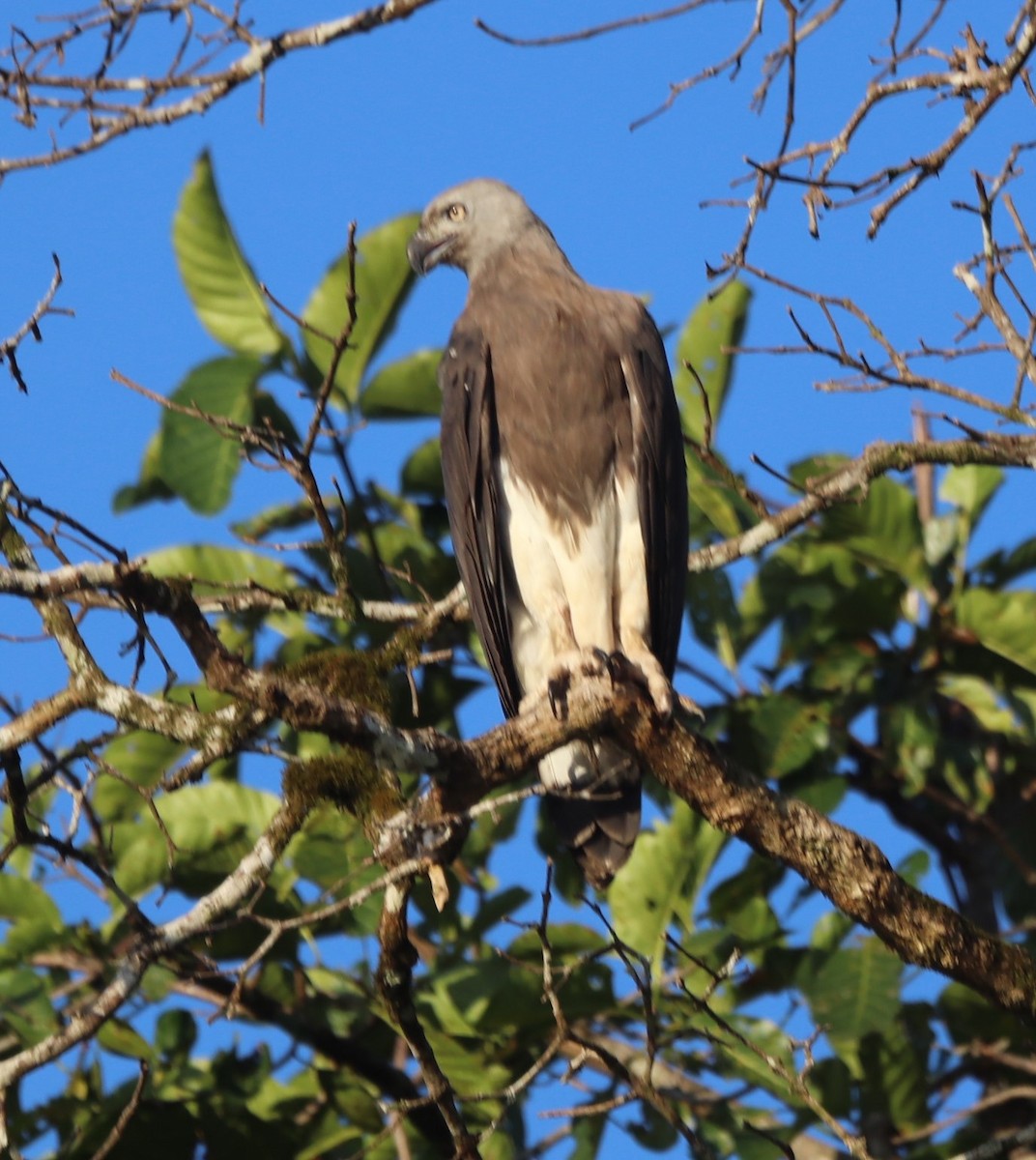 Gray-headed Fish-Eagle - ML623059921