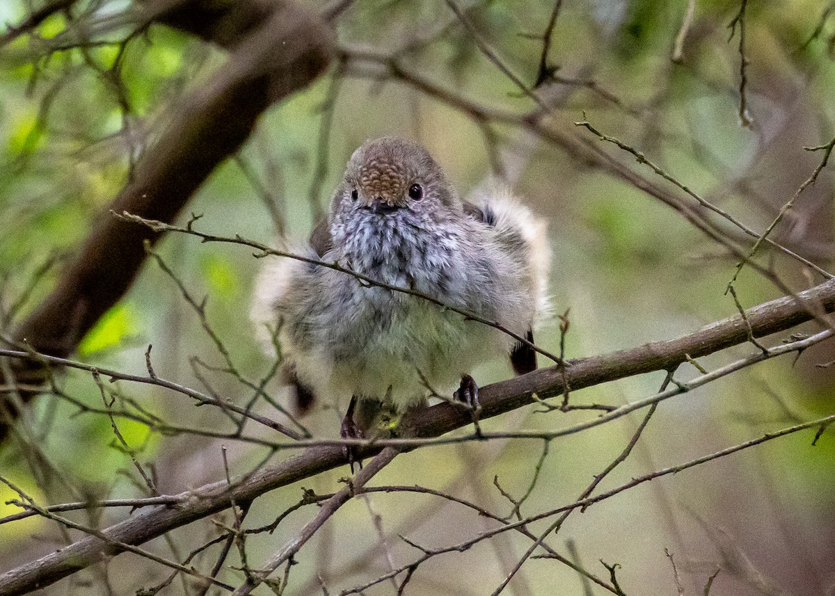 Brown Thornbill - ML623059933