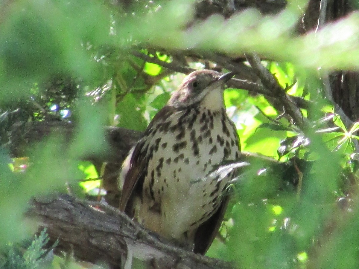 Brown Thrasher - ML623059934