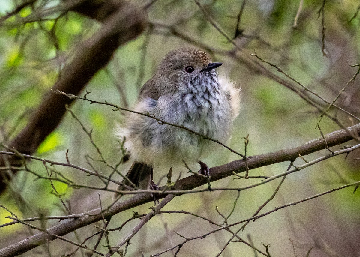 Brown Thornbill - ML623059939