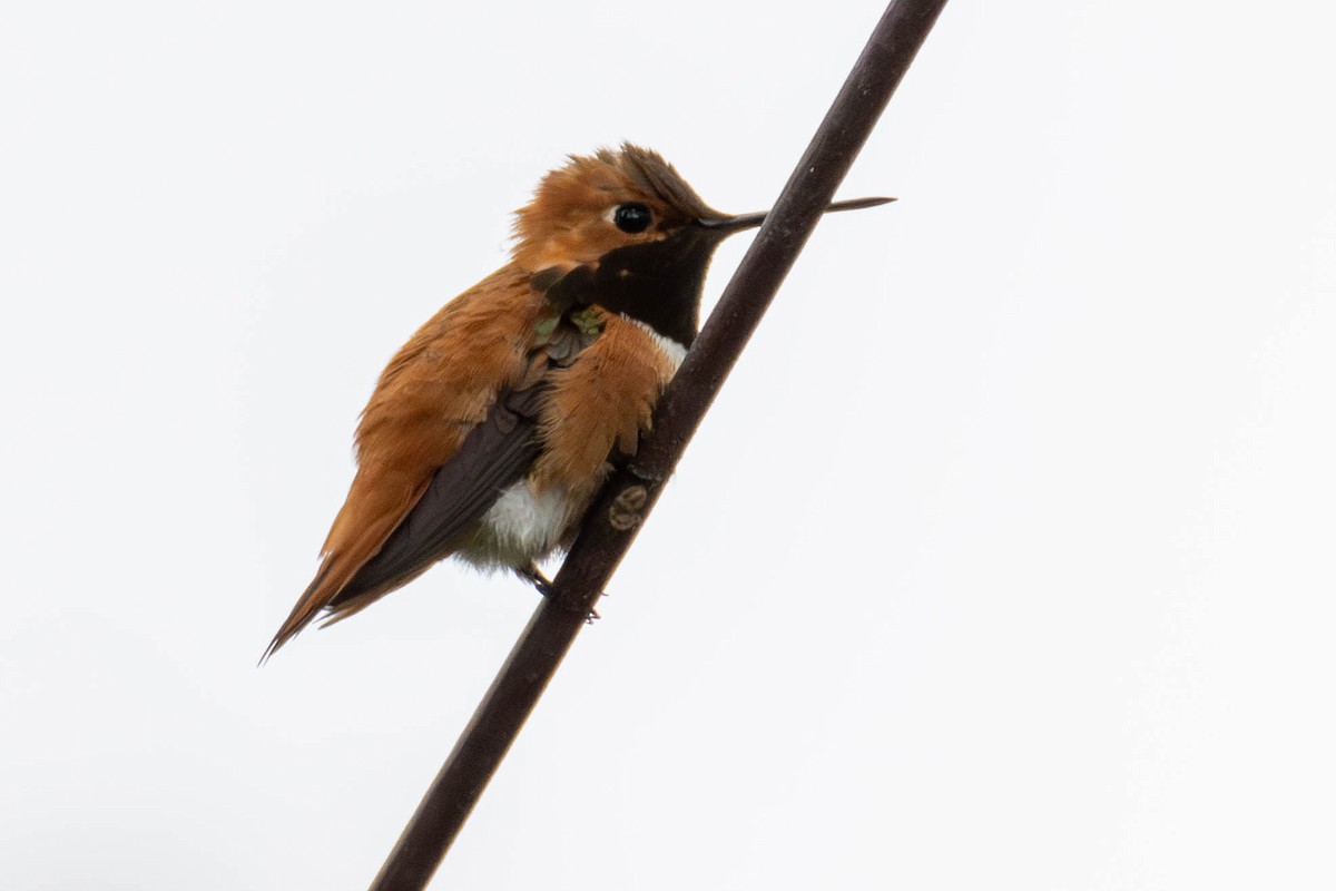 Rufous Hummingbird - ML623060047