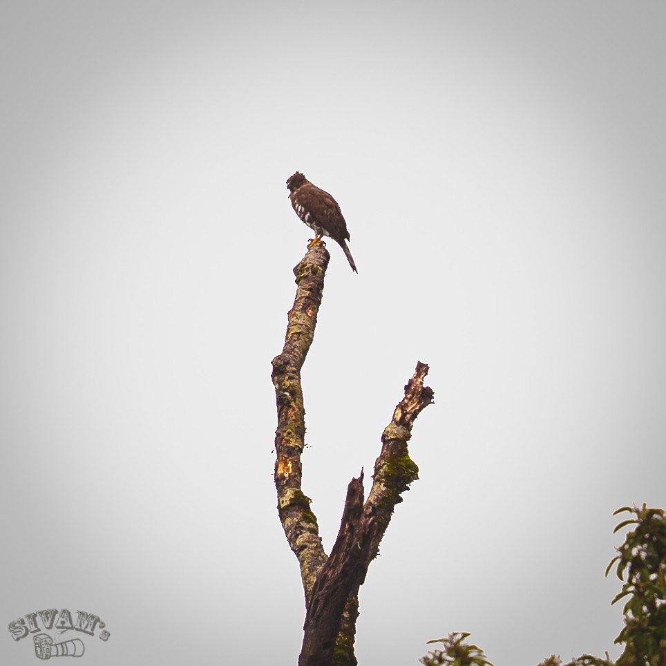 Crested Goshawk - ML623060058