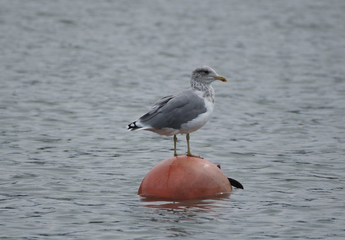 California Gull - ML623060103