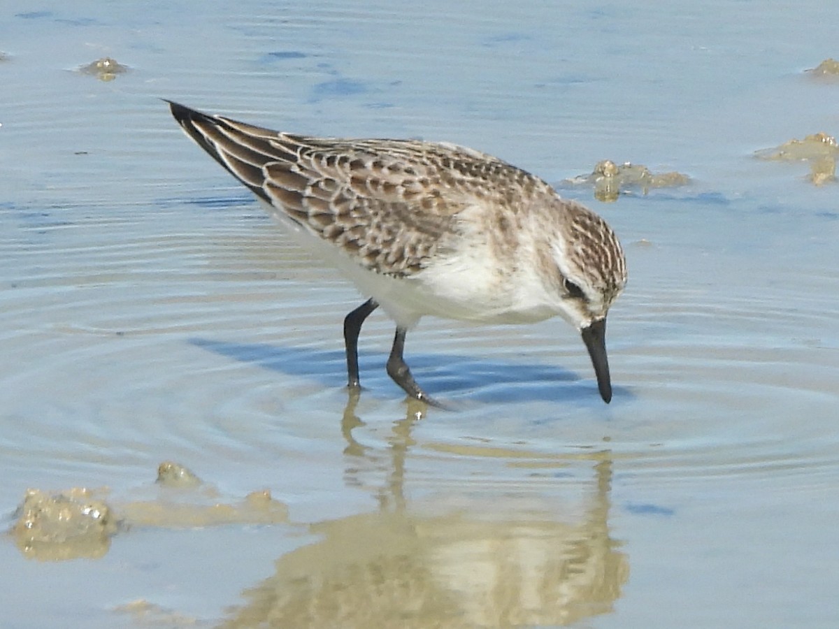 Semipalmated Sandpiper - ML623060139