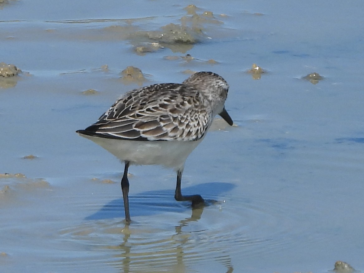 Semipalmated Sandpiper - ML623060140