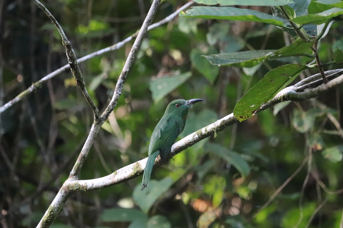 Red-bearded Bee-eater - ML623060177