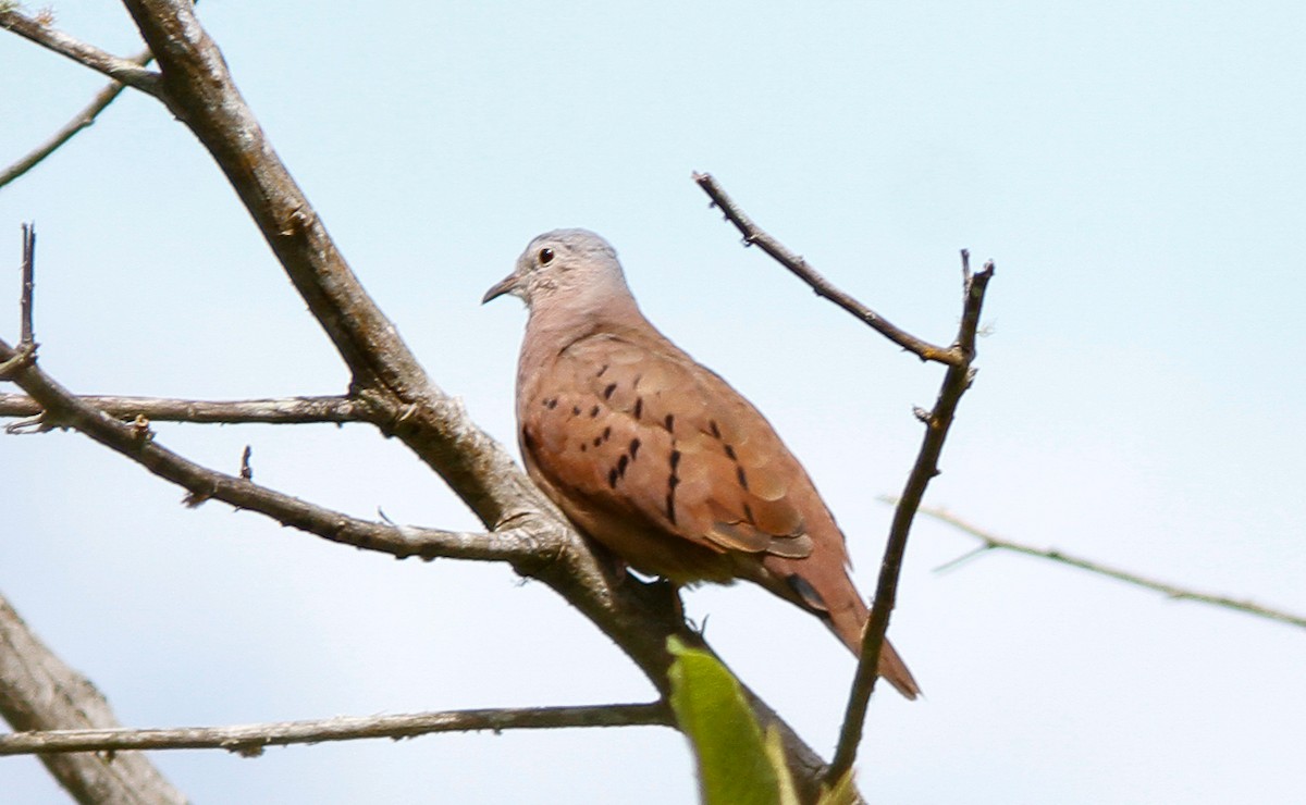 Ruddy Ground Dove - ML623060269