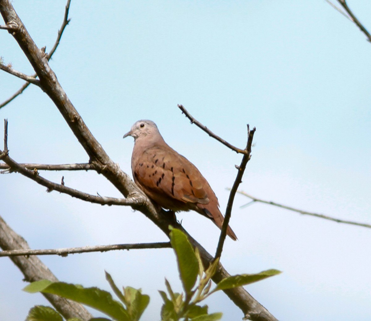 Ruddy Ground Dove - ML623060270