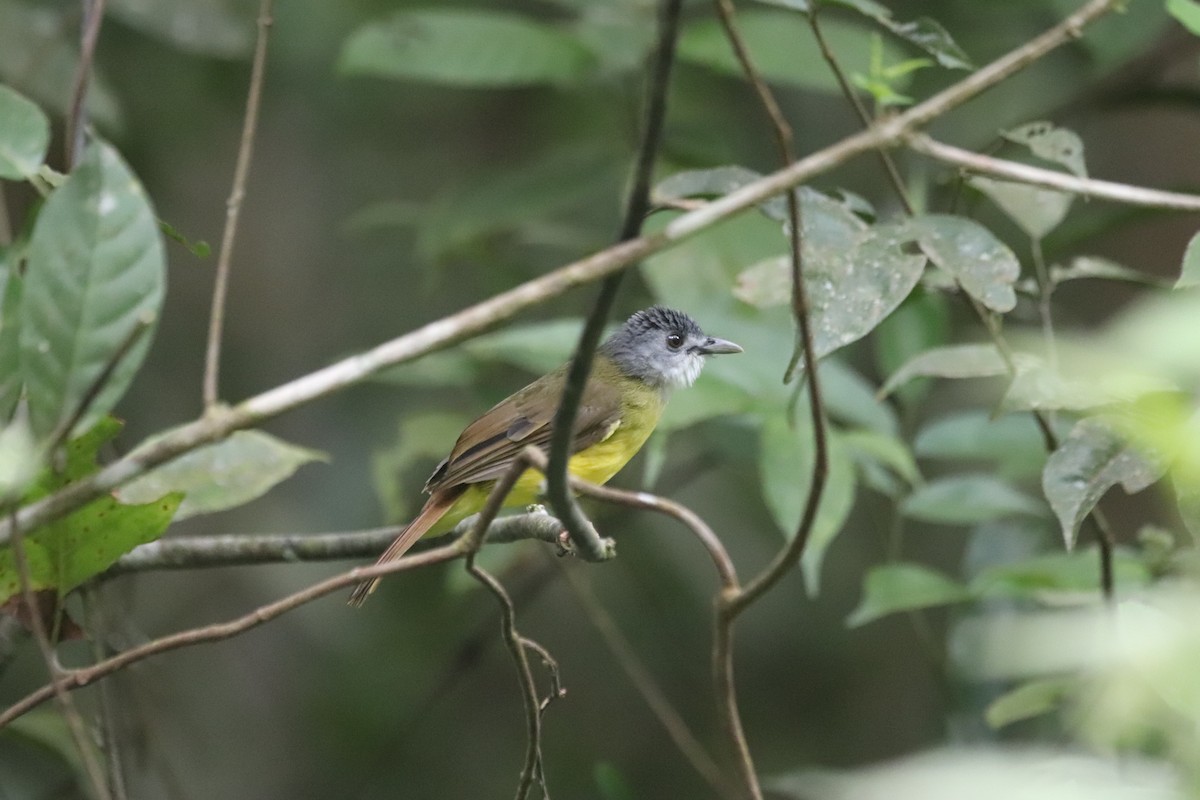 Yellow-bellied Bulbul - ML623060280