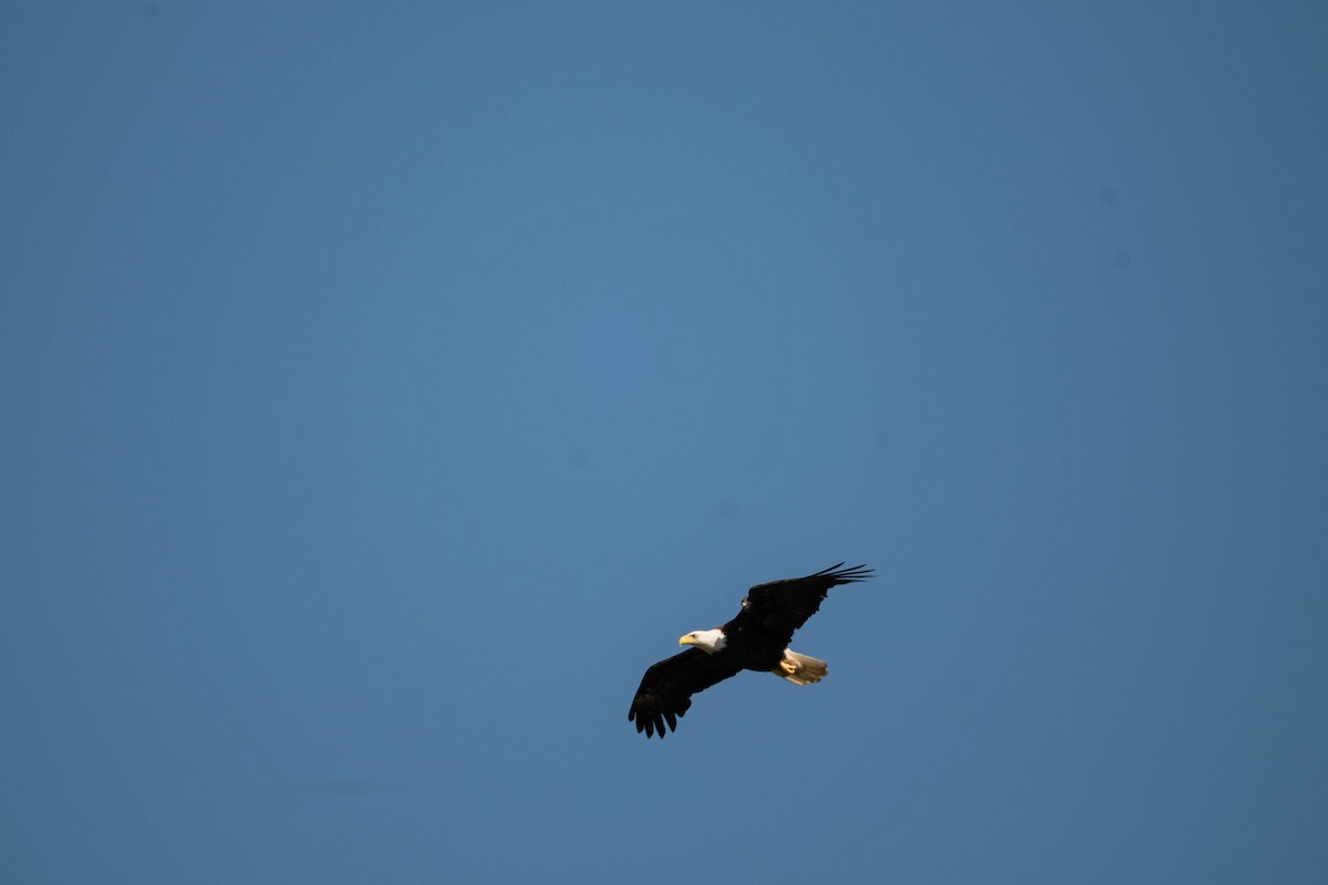 Bald Eagle - ML623060363