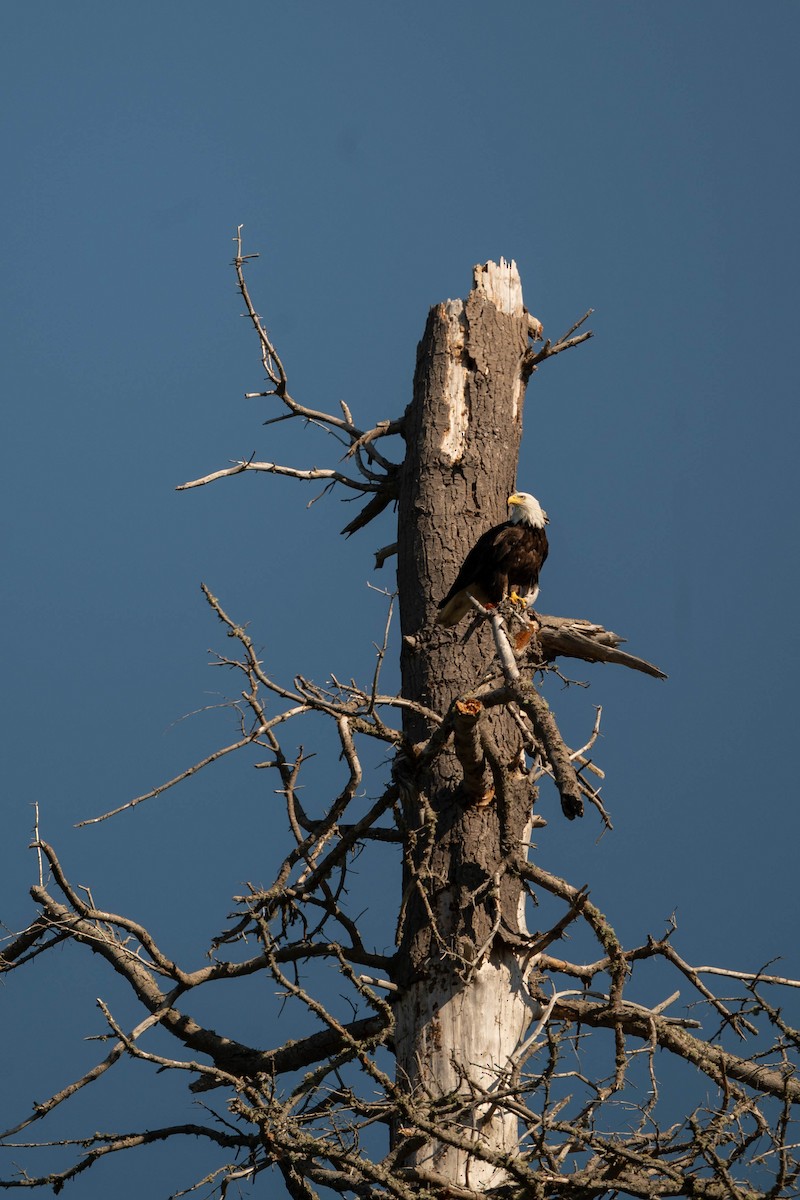 Bald Eagle - ML623060364