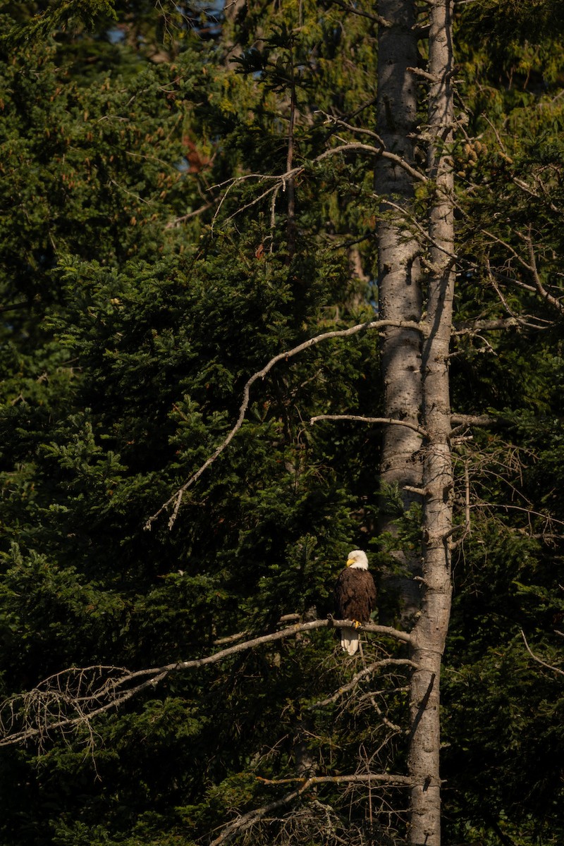 Bald Eagle - ML623060365