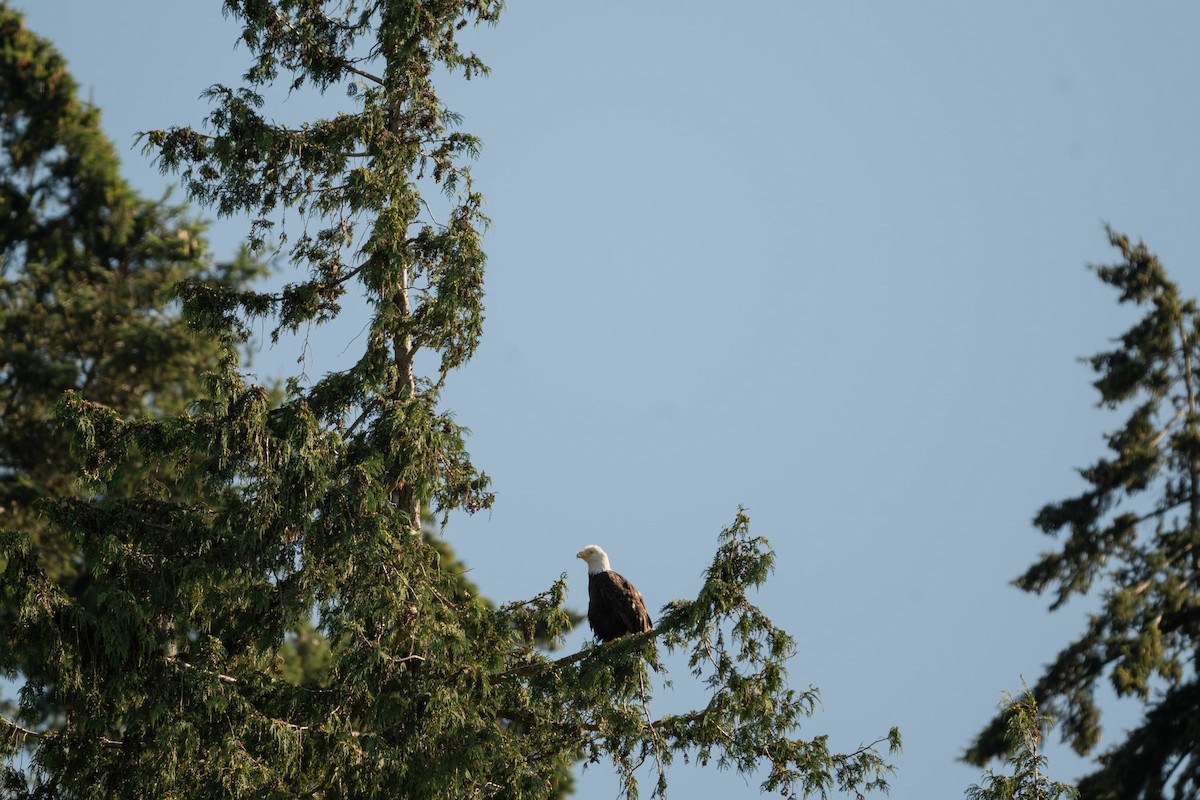 Bald Eagle - ML623060367