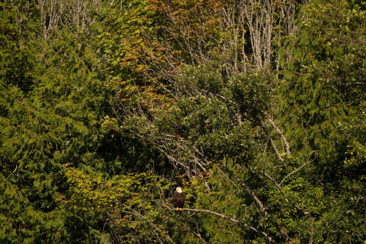 Bald Eagle - ML623060368