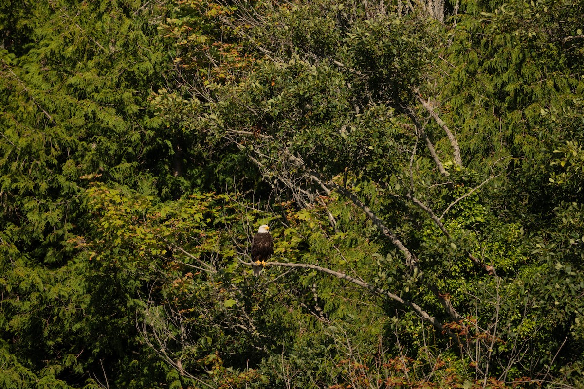 Bald Eagle - ML623060372