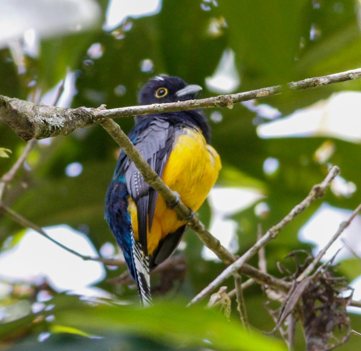 trogon podvazkový - ML623060373