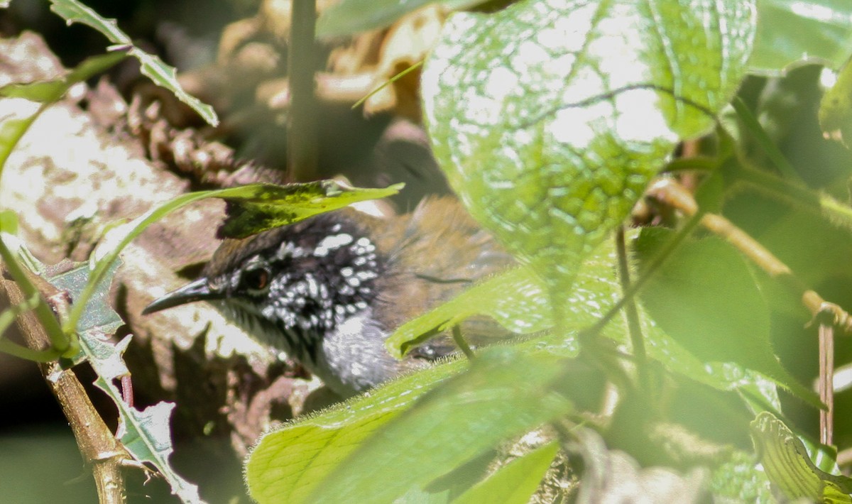 White-breasted Wood-Wren - ML623060382