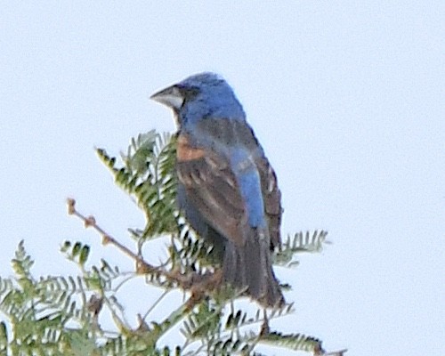 Blue Grosbeak - ML623060397