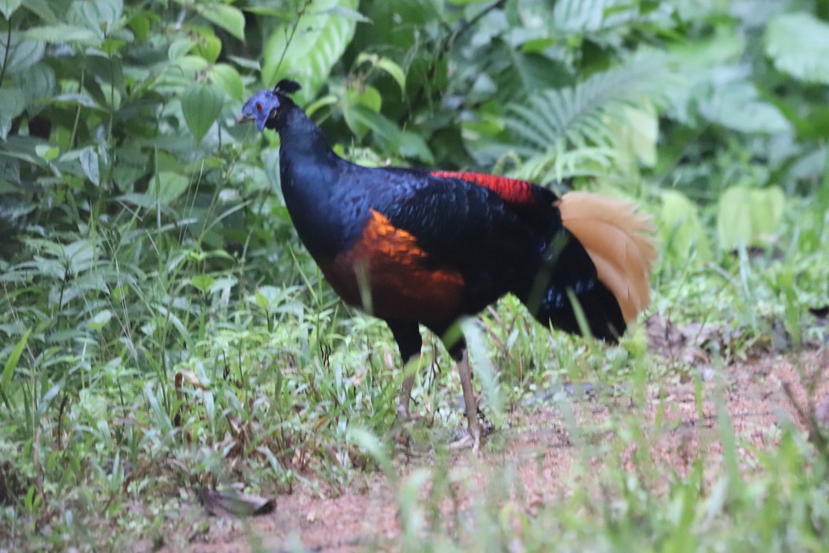 Bornean Crested Fireback - ML623060424