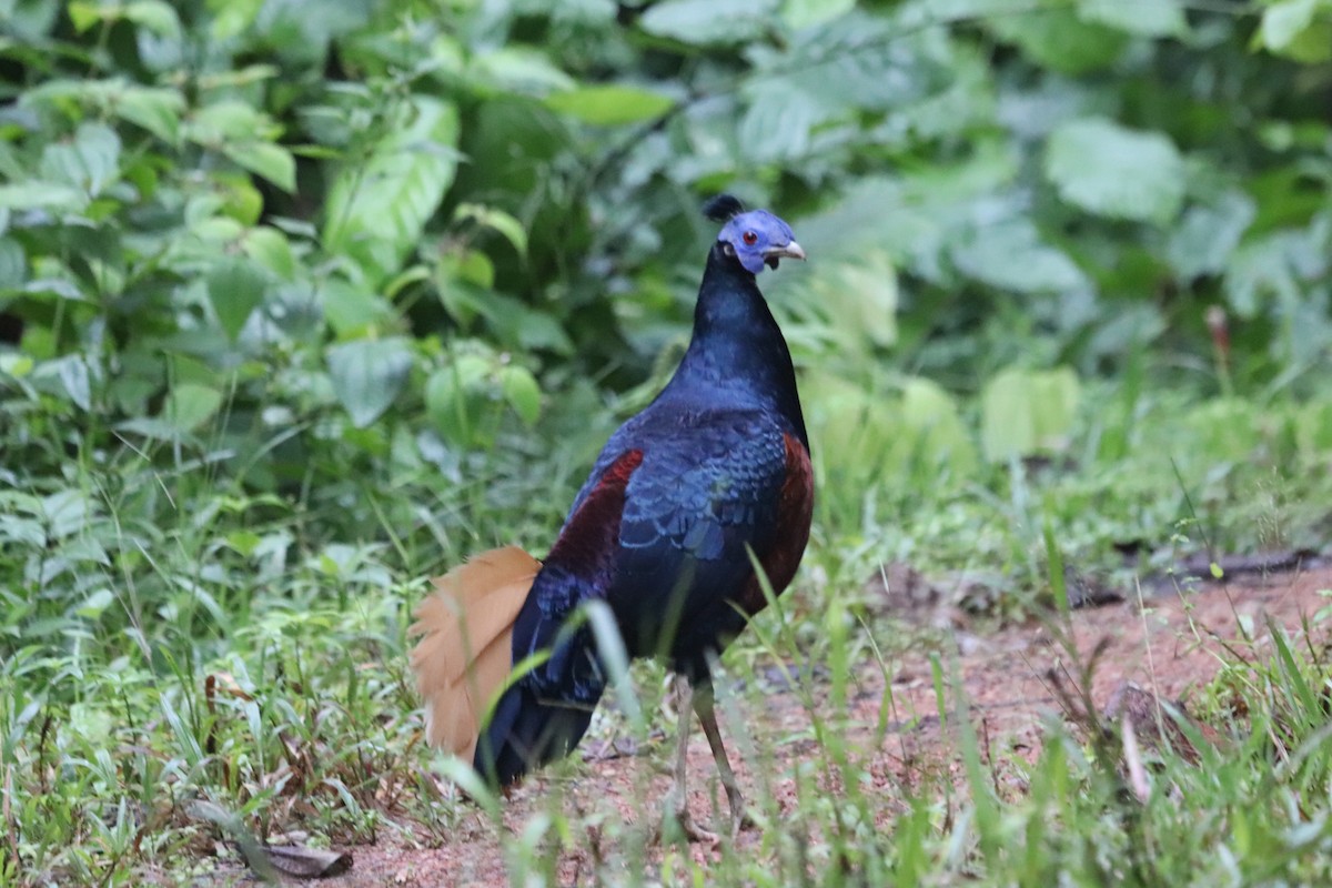 Bornean Crested Fireback - ML623060425