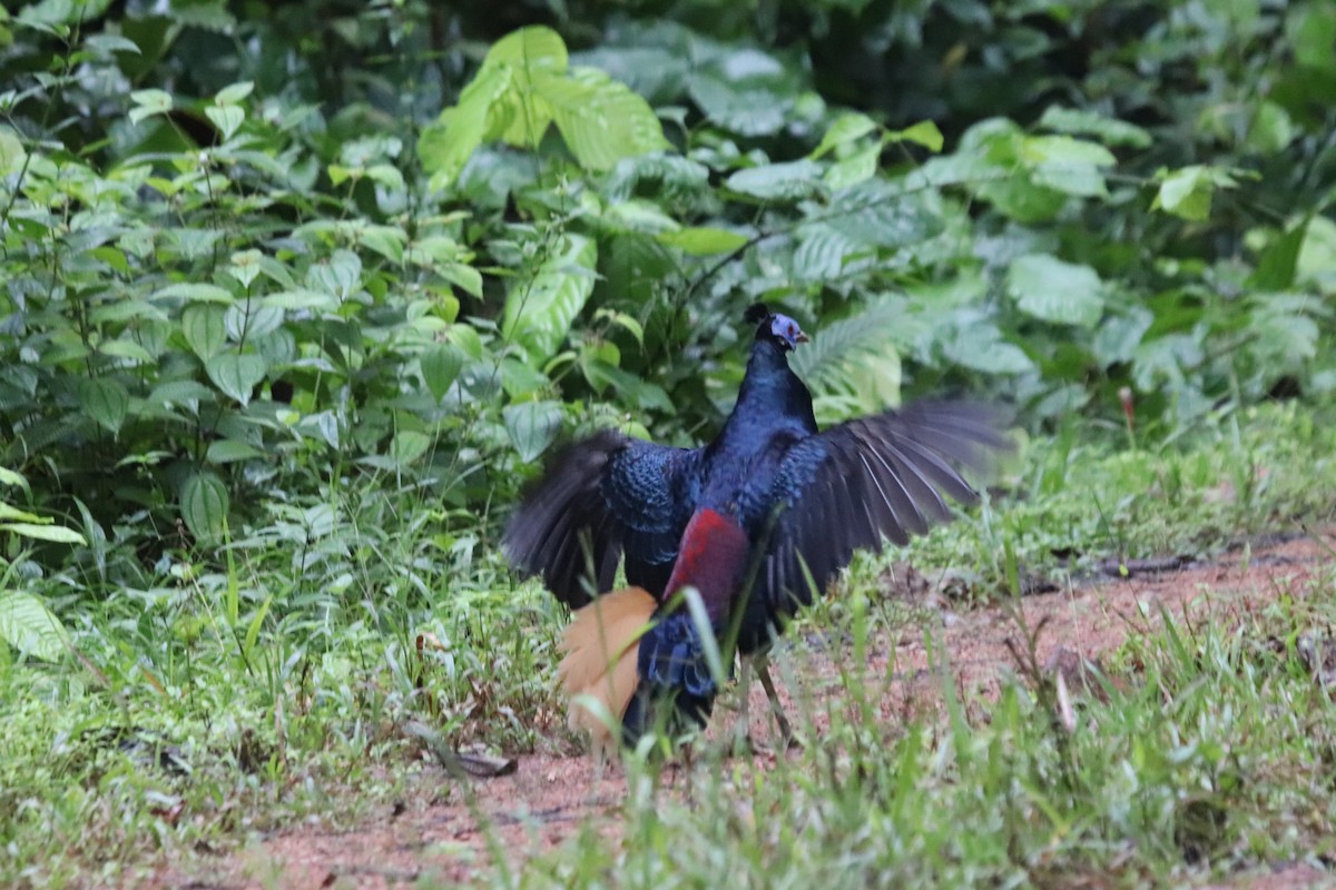 Bornean Crested Fireback - ML623060426