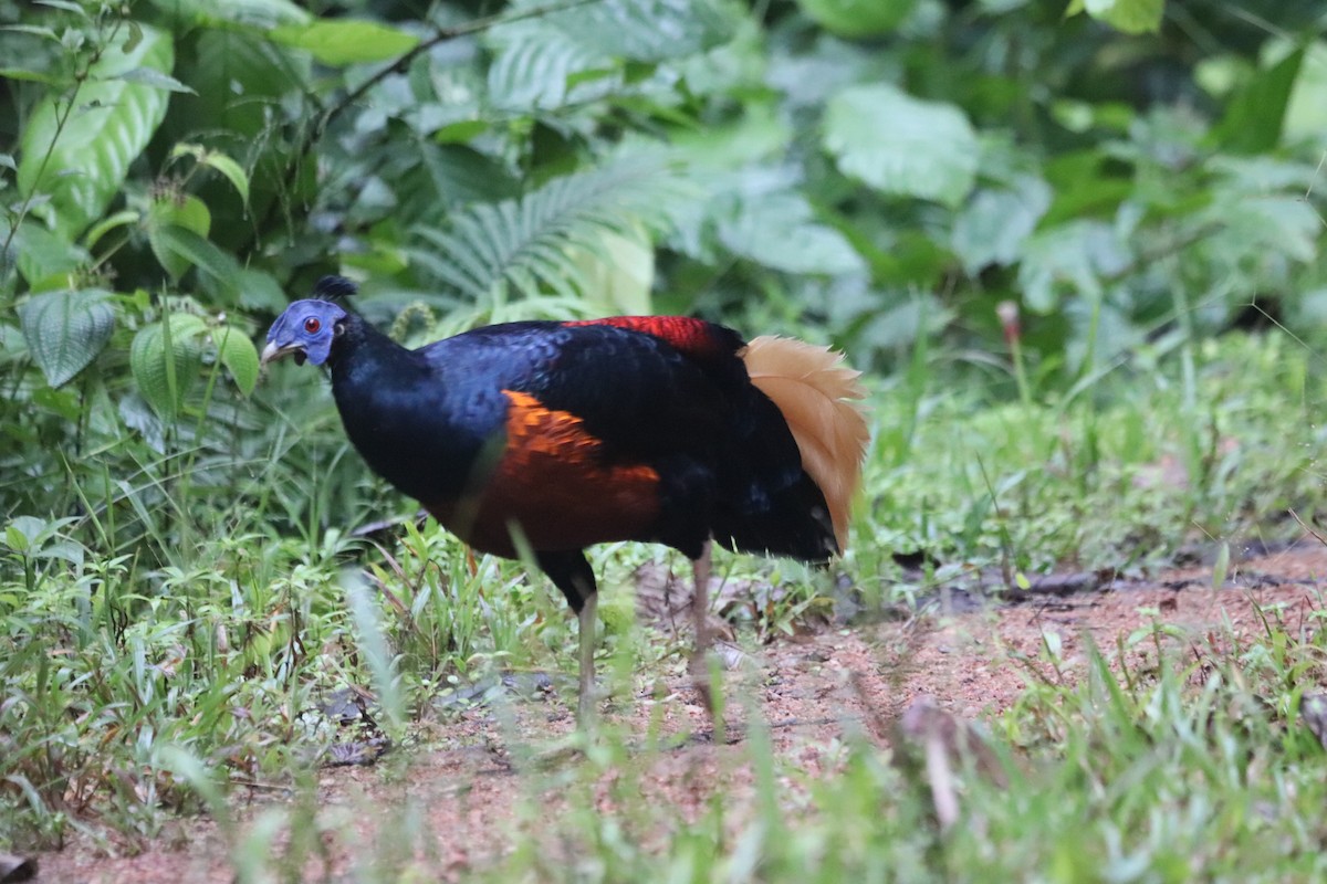 Bornean Crested Fireback - ML623060427