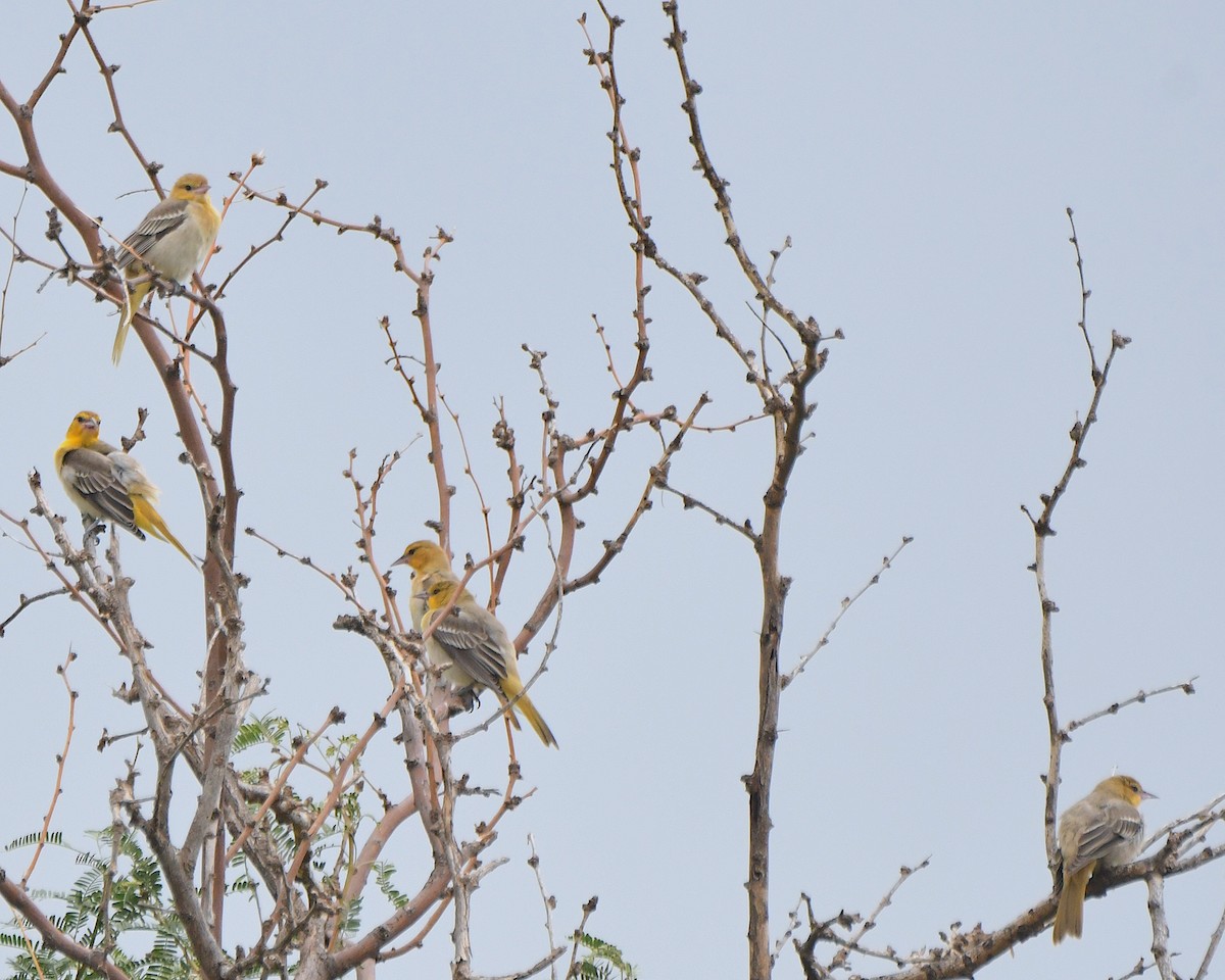 Bullock's Oriole - ML623060479
