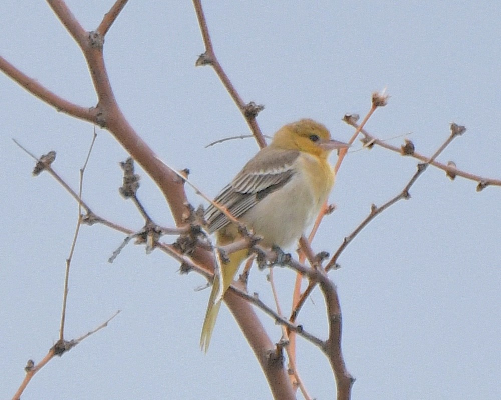 Bullock's Oriole - ML623060480