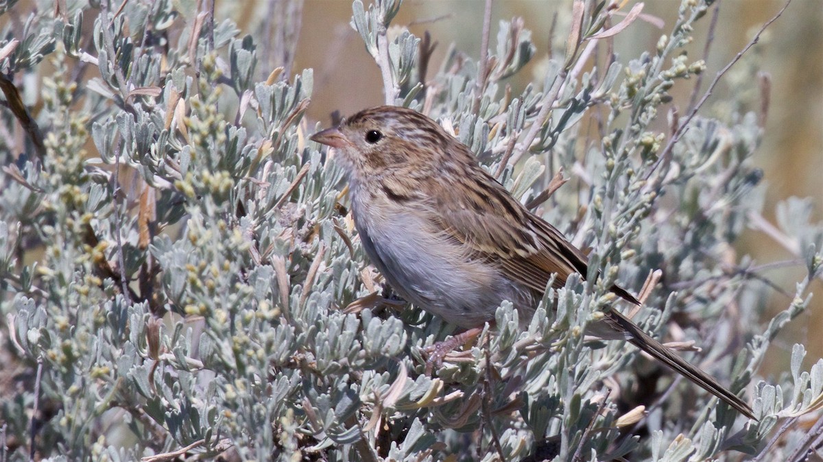 Brewer's Sparrow - ML623060526