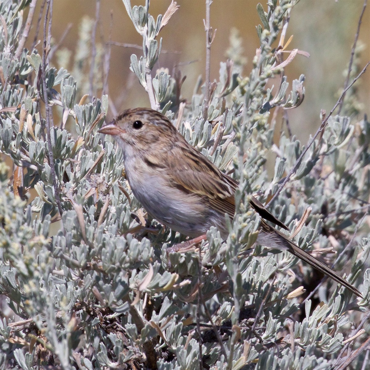 Brewer's Sparrow - ML623060527