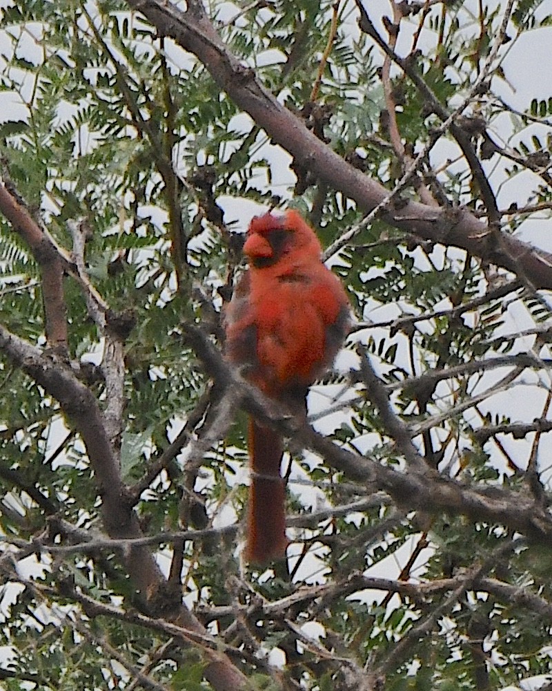 Northern Cardinal - ML623060535