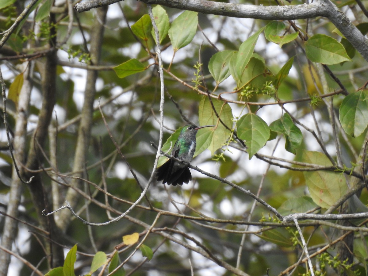 Glittering-throated Emerald - ML623060536