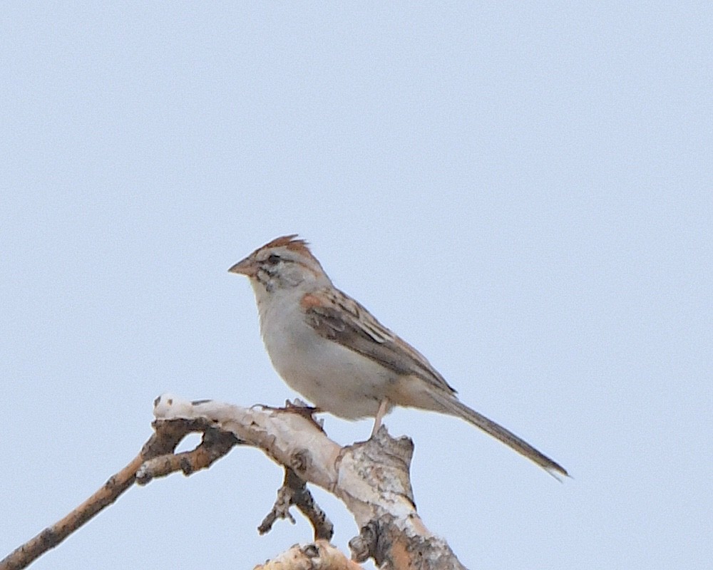 Rufous-winged Sparrow - ML623060549