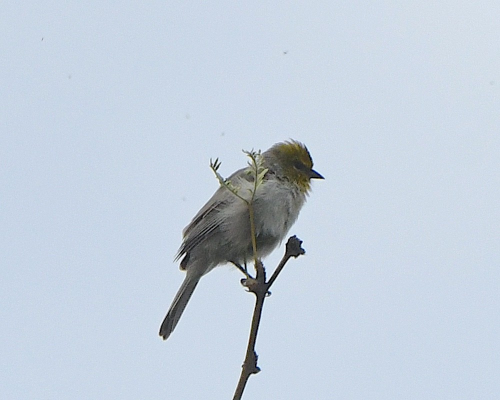 Verdin - ML623060595
