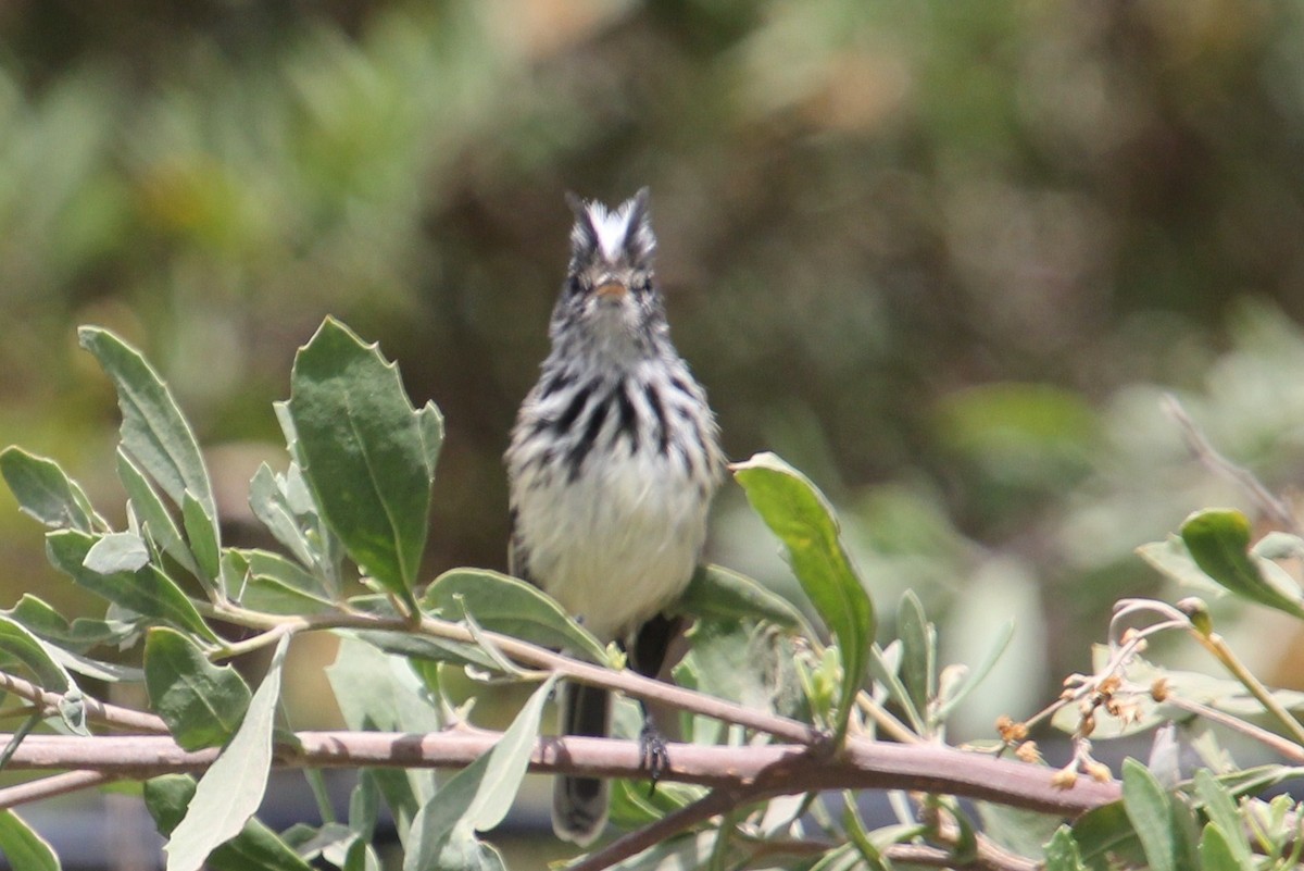 Pied-crested Tit-Tyrant - ML623060637